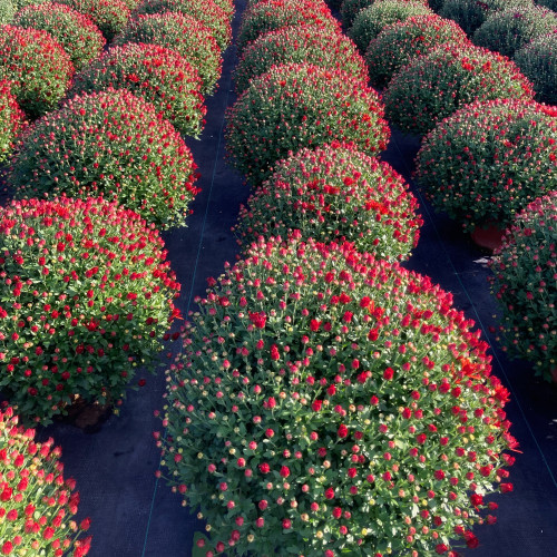 Pomponnette Chrysanthème Rouge