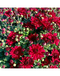 Pomponnette Chrysanthème Rouge