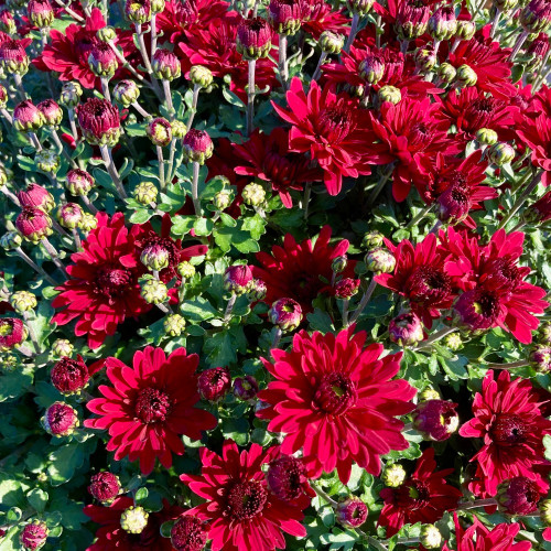 Pomponnette Chrysanthème Rouge