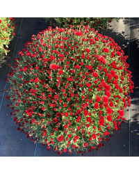 Pomponnette Chrysanthème Rouge