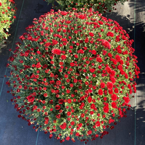 Pomponnette Chrysanthème Rouge