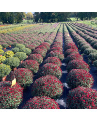 Pomponnette Chrysanthème Rouge