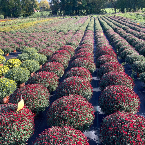 Pomponnette Chrysanthème Rouge