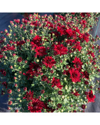 Pomponnette Chrysanthème Rouge