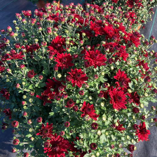 Pomponnette Chrysanthème Rouge