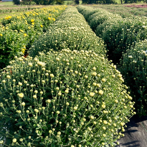 Pomponnette Chrysanthème Blanc