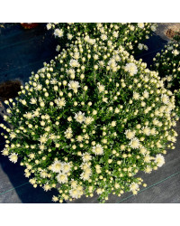 Pomponnette Chrysanthème Blanc
