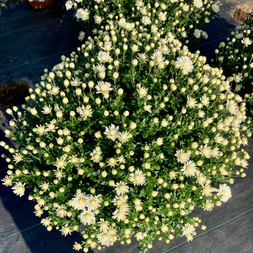 Pomponnette Chrysanthème Blanc