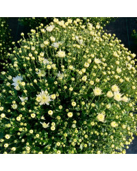 Pomponnette Chrysanthème Blanc