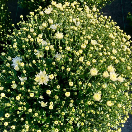 Pomponnette Chrysanthème Blanc