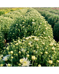 Pomponnette Chrysanthème Blanc