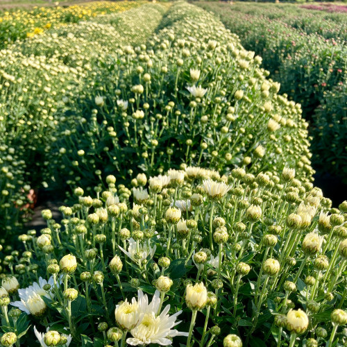 Pomponnette Chrysanthème Blanc