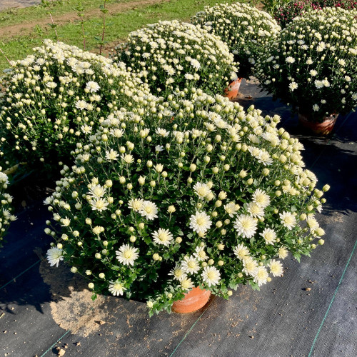 Pomponnette Chrysanthème Blanc