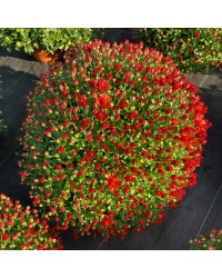 Pomponnette Chrysanthème Orange