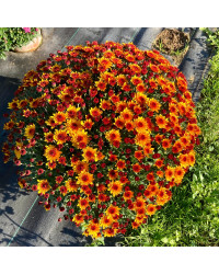 Pomponnette Chrysanthème Orange