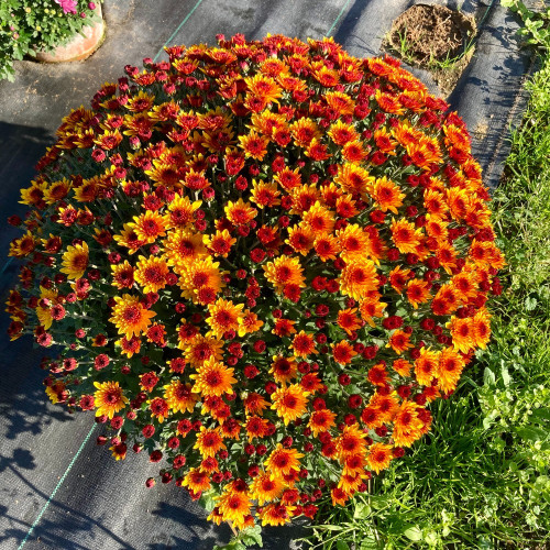 Pomponnette Chrysanthème Orange