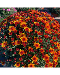 Pomponnette Chrysanthème Orange