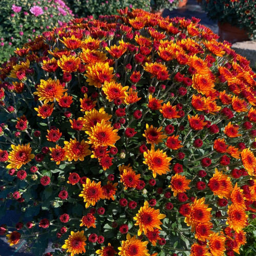 Pomponnette Chrysanthème Orange