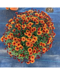 Pomponnette Chrysanthème Orange