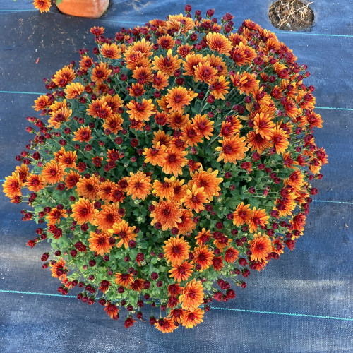 Pomponnette Chrysanthème Orange