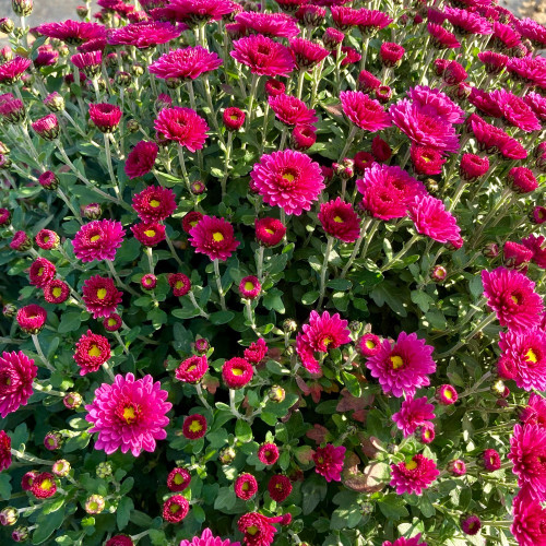Pomponnette Chrysanthème Mauve