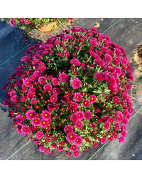 Pomponnette Chrysanthème Mauve