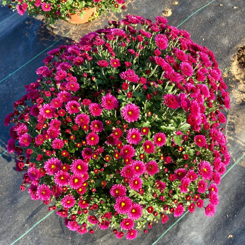 Pomponnette Chrysanthème Mauve