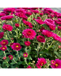 Pomponnette Chrysanthème Mauve