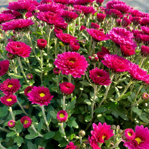 Pomponnette Chrysanthème Mauve