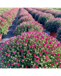 Pomponnette Chrysanthème Mauve