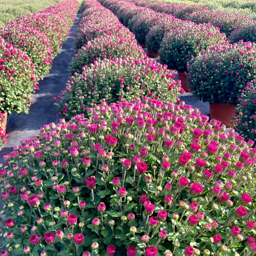 Pomponnette Chrysanthème Mauve