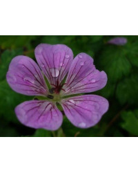 Geranium Vivace Sweet Heidy