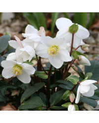 Helleborus Niger