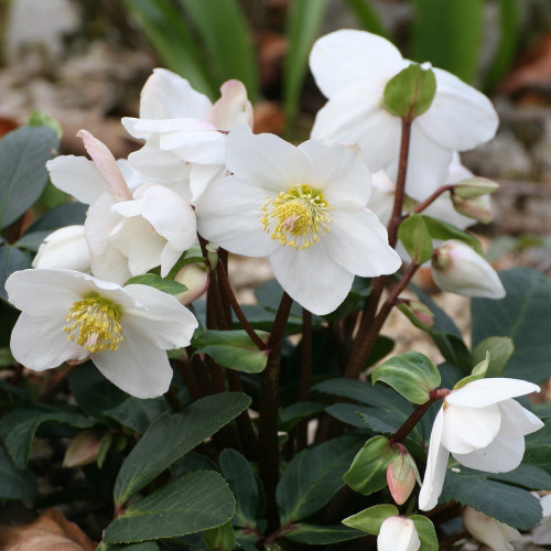 Helleborus Niger