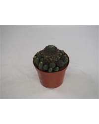 Cactus Sulcorebatia Rauschii Hojas