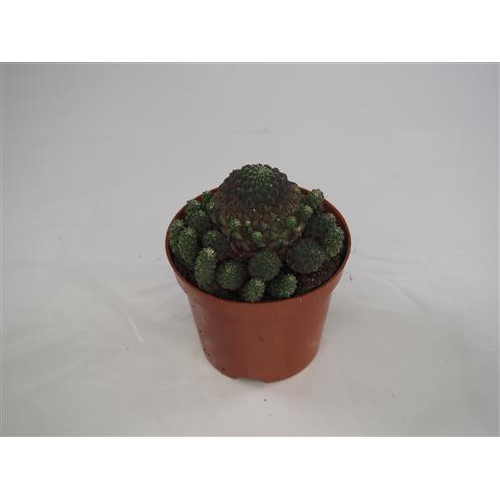Cactus Sulcorebatia Rauschii Hojas