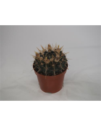 Notocactus Roseoluteus Parodia Mammulosa