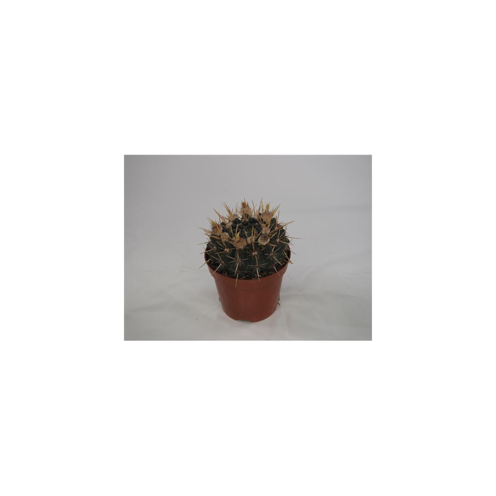 Notocactus Roseoluteus Parodia Mammulosa