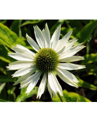 Echinacée Echinacea Virgin