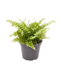 Fougère d'intérieur Nephrolepis Mini