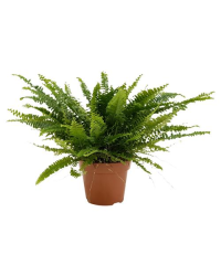 Fougère d'intérieur Nephrolepis Green Lady