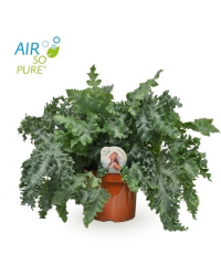 Fougère d'intérieur Polypode Plebodium Davana