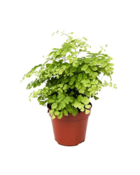 Fougère d'intérieur Adiantum Raddianum