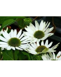 Echinacée Echinacea Virgin