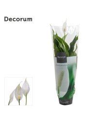 Spathiphyllum Fleur De Lune Blanc