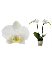 Orchidée Phalaenopsis 2 Tige Blanc