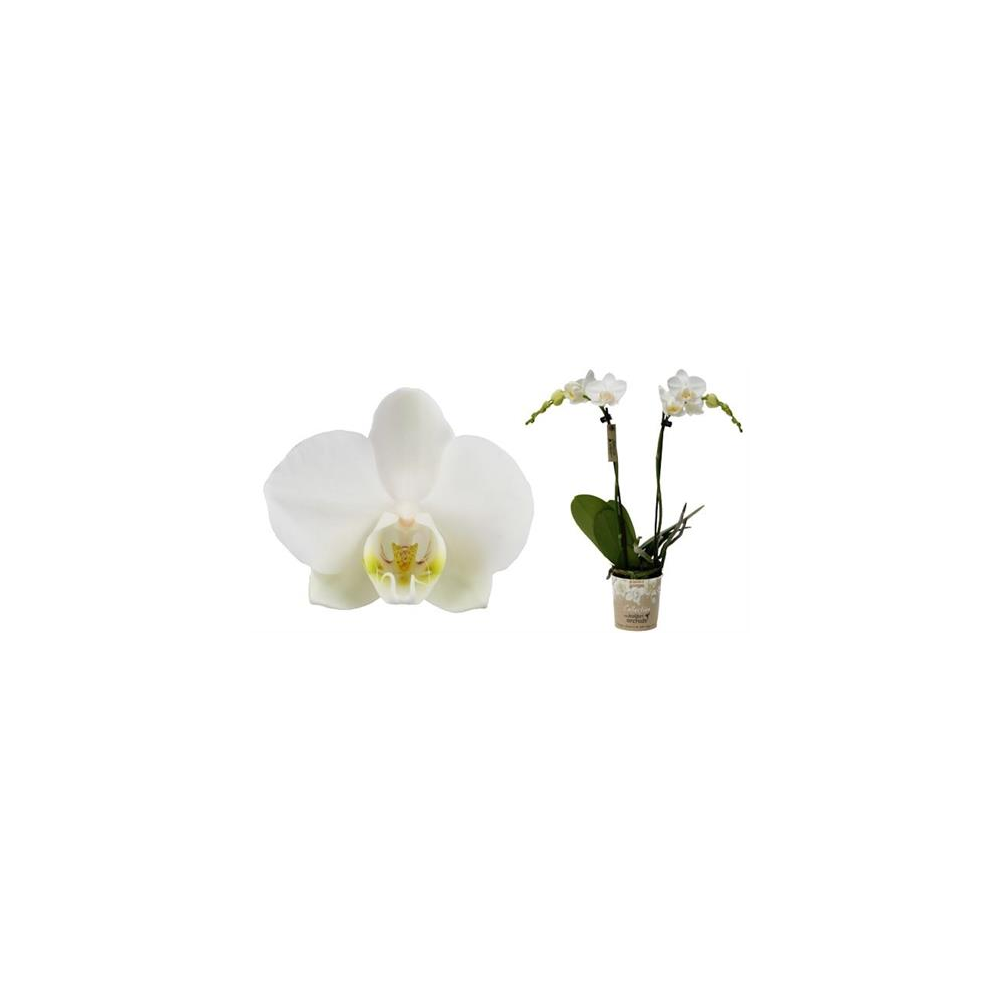 Orchidée Artificielle Blanche Olrla - Pot Céramique 41cm