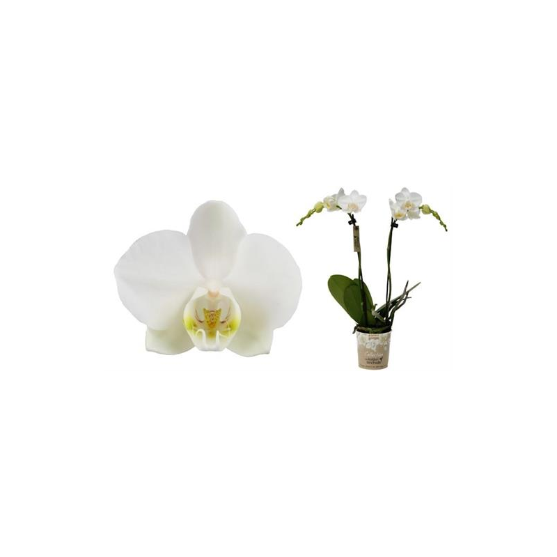 Orchidée Blanche(Phalaenopsis) 2 tiges avec cache pot – Donaliflor