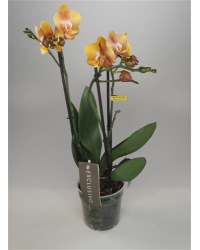 Orchidée Phalaenopsis Las Vegas