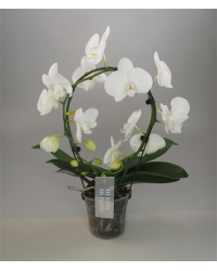 Orchidée Phalaenopsis Mirror Miracle
